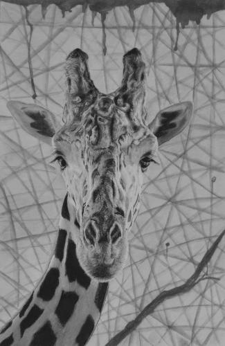 GiraffeFull