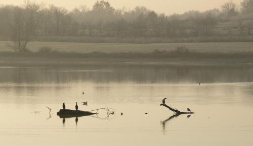 Misty lake bottoms