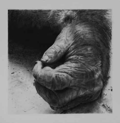 Gorilla's hand